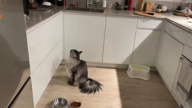 кошка Мейн кун мяукает разговаривает / Maine Coon cat is talking смотреть онлайн