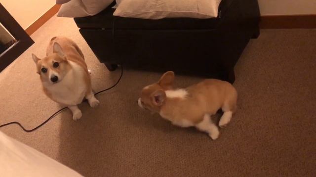 Angry Corgi Puppy смотреть онлайн