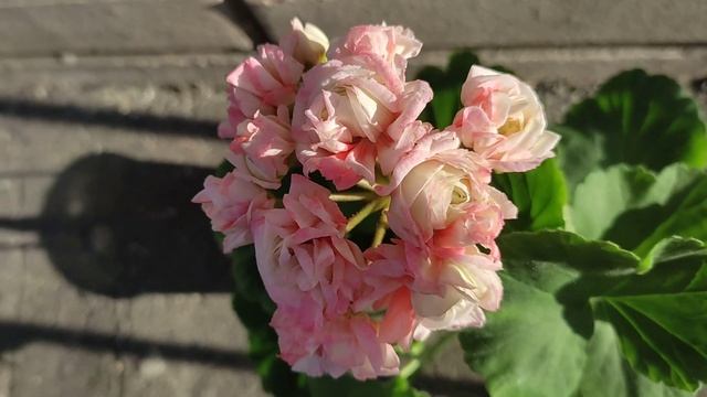 Цветение пеларгонии Denise Rockdala