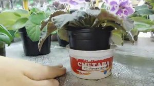 ПОЧЕМУ У ФИАЛКИ ЗАГУЩЕННАЯ СЕРЕДИНКА ! 11 ПРИЧИН !