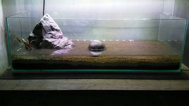 (Finish) Setting up NO filter, NO CO², NO ferts 7 U.S gallon tank смотреть онлайн
