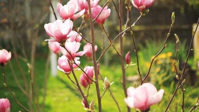 bush of beautiful pink flowers magnolia growing in garden near смотреть онлайн
