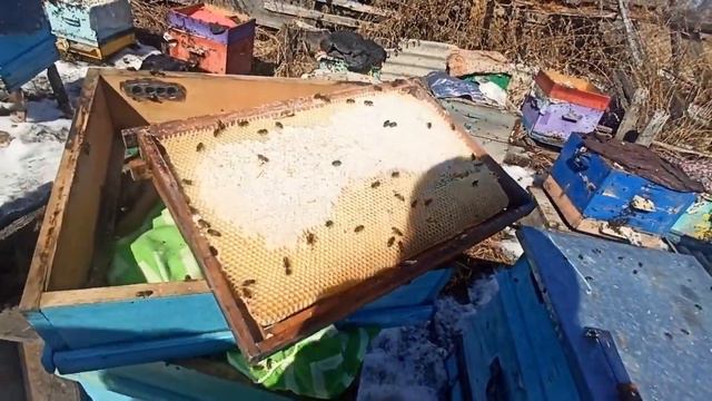 Зимовка закончилась! Первый облёт пчёл. И первые работы на пасеке. смотреть онлайн