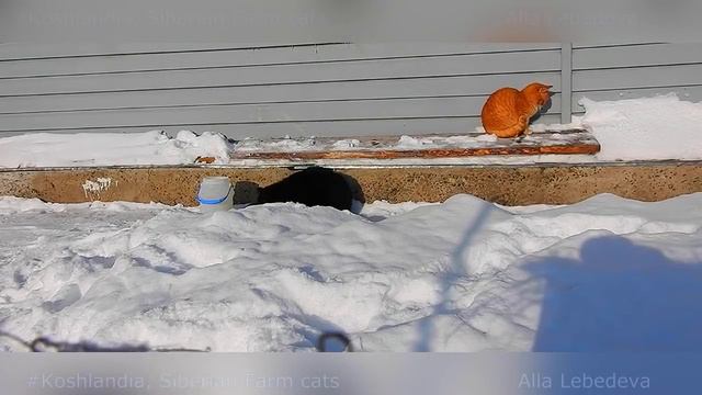 Frost and Cats Мороз и Кошки Зима в Кошляндии Winter in Koshlandia смотреть онлайн