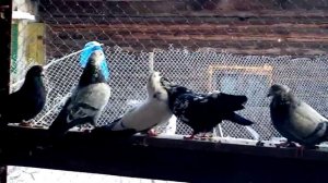 По просьбе любителей Свердловские высоколетные голуби.