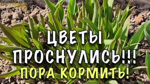 ПОДКОРМИТЕ ПЕРВОЦВЕТЫ! ПЫШНЕЕ И ДОЛЬШЕ БУДУТ ЦВЕСТИ!Подкормка ТЮЛЬПАНОВ, НАРЦИССОВ ДРУГИХ ЛУКОВИЧНЫХ