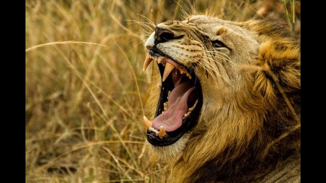 Courage #poem #poems #short #literature.Lyrics in the description.(recited by me!) смотреть онлайн