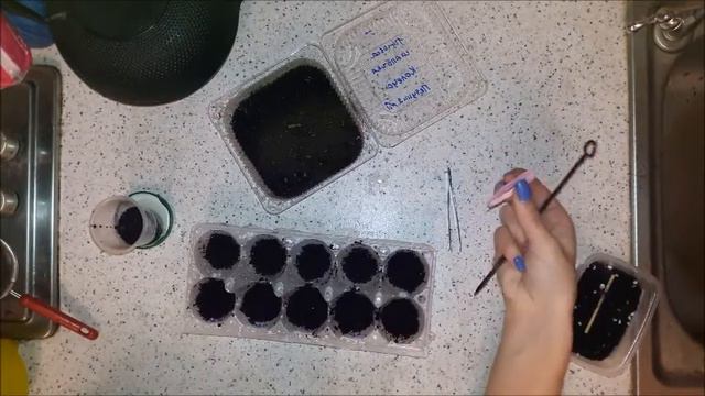 Спасаем рассаду. Часть 3. 24-02-2017 Петуния наклоняется к земле. Не ждем, когда упадет. смотреть онлайн