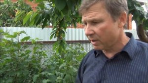 ЧЁРНАЯ и КРАСНАЯ СМОРОДИНА. Болезни и вредители - боремся БЕЗ ХИМИИ