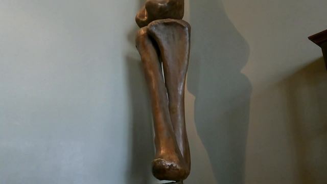 Naturhistorisches Museum, Vienna 2022 смотреть онлайн