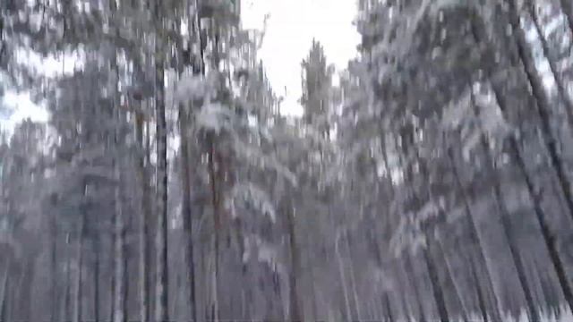 Снег в парке, белки ищут корм смотреть онлайн