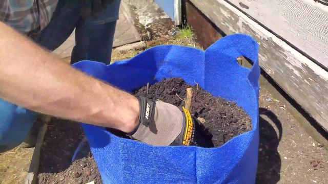 Planting 25 Dahlias in Grow Bags 😀 смотреть онлайн