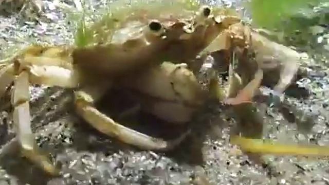 © Танцы краба с бубнами или с червями. Краб плавунец Macropipes holsatus смотреть онлайн