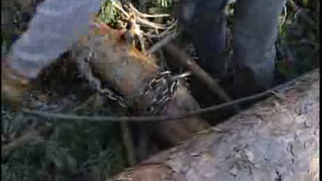 La madera en la sierra de Albarracín смотреть онлайн