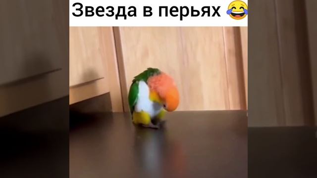 Смешные видео приколы.mp4 смотреть онлайн