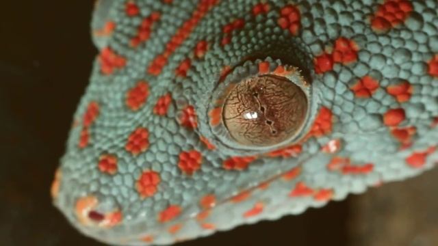 Все О Домашних Животных: Кричащий В Ночи смотреть онлайн