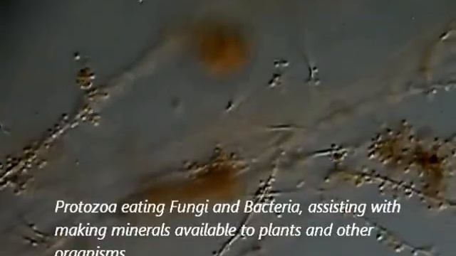 Bacteria, Fungi, Protozoa and Nematodes from soil смотреть онлайн