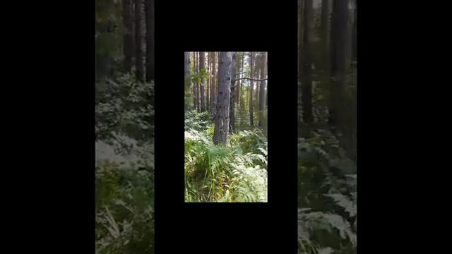 зеленая жемчужина смотреть онлайн