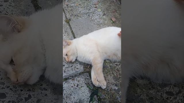 Пушистые котики смотреть онлайн