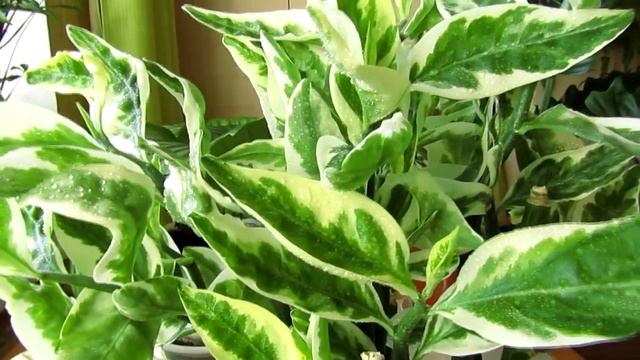 Прошло время... Как выглядит педилантус сегодня смотреть онлайн