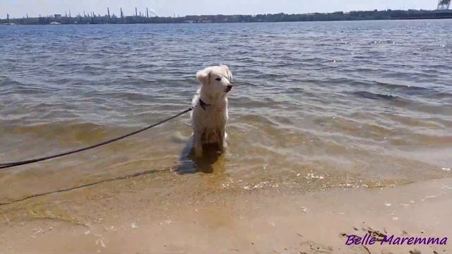 Белль первый раз купается в речке Belle  First Time On The River