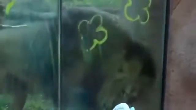 Dangerous Animals Attack Human - Опасные животные Атака Человек смотреть онлайн