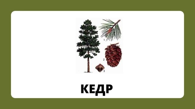 Деревья.mp4 смотреть онлайн