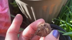 Гладиолусы Крокосмия Посадка в Горшки.