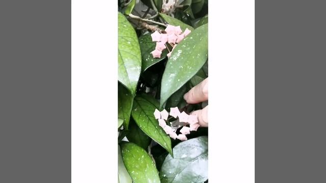 Hoya Carnosa (Хойя Карноза) смотреть онлайн