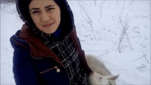 Содержание козла в хозяйстве. Нужно ли? Действительно ли он "воняет".