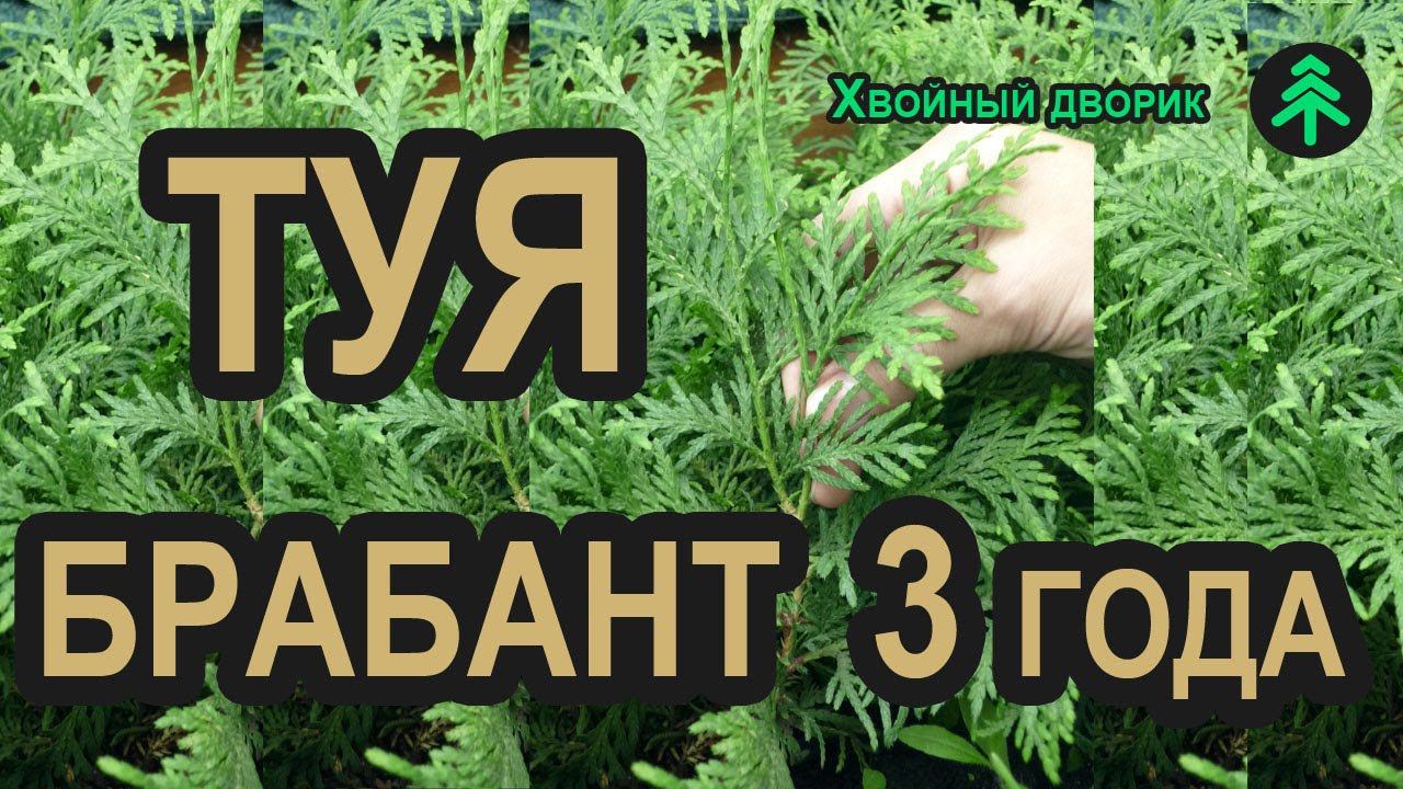 Сеянцы туи западной Брабант (3-х летка) в питомнике "Хвойный дворик" - сезон осень 2019 смотреть онлайн