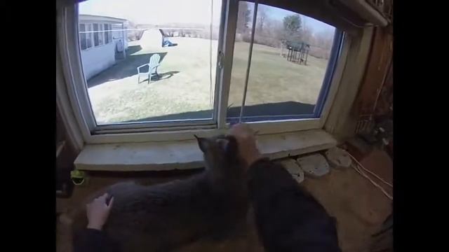 Канадская рысь ведет себя как дом. кошка смотреть онлайн