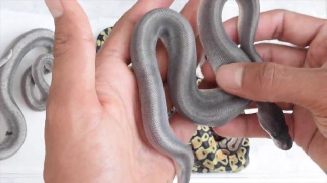 ScalyCreations Clutch #2 Post-Shed Update Ball Python Morphs смотреть онлайн