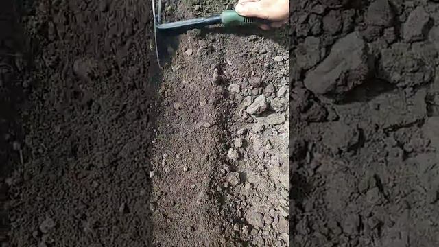 Выращивание махровой мальвы мальвы из семян. Без заморочек. смотреть онлайн