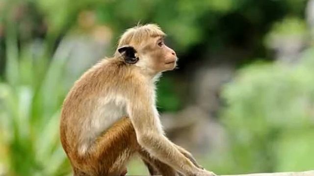 සොබාසර - Session 03 смотреть онлайн