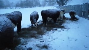 Зимнее содержание КРС породы герефорд