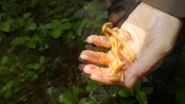Winter Chanterelle Mushroom Hunting, Identification ID, How to Find, Harvest & Cook смотреть онлайн