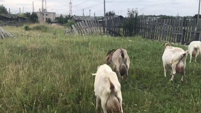 Покрытие.В каком возрасте кроем коз.Отвечаю на вопросы//Сыр на продажу//