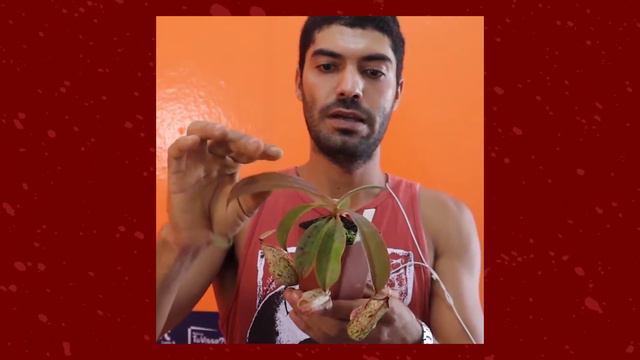 N. (mirabilis x Splendiana) x rafflesiana kondo white смотреть онлайн