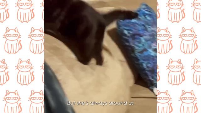 Cat Looks Like a Cartoon Character and Won’t Listen Anyone | Cuddle Cats смотреть онлайн