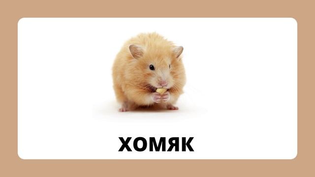 Домашние животные.mp4 смотреть онлайн