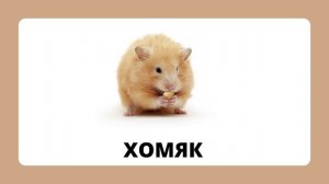 Домашние животные.mp4