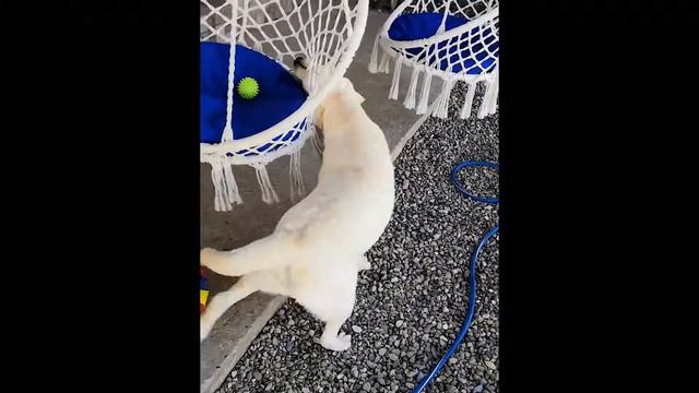 Мой Лабрадор Ретривер Пытается Достать Спрятанные Игрушки смотреть онлайн