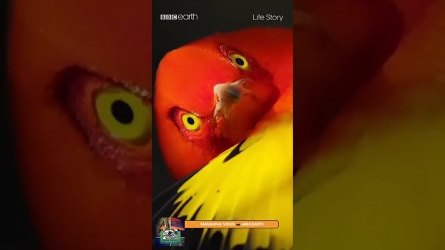 The DAZZLING Flame 🔥 bowerbird (Sericulus ardens) смотреть онлайн