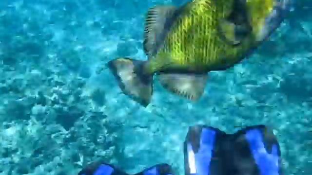Balistoides viridescens Attacks,Titan triggerfish,Нападение спинорога,Attacks смотреть онлайн