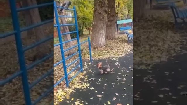 Ворона тролит собаку. смотреть онлайн