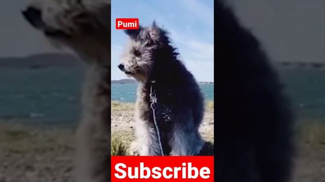 #pumi #shorts #dog #breeds смотреть онлайн