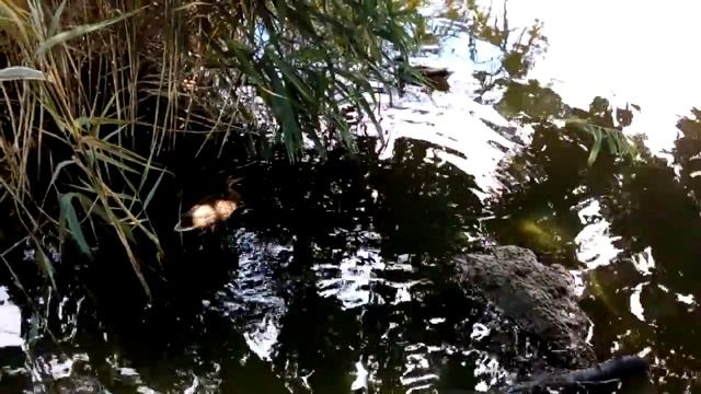 Дендрарий, Кишинев 30.06.2019 смотреть онлайн