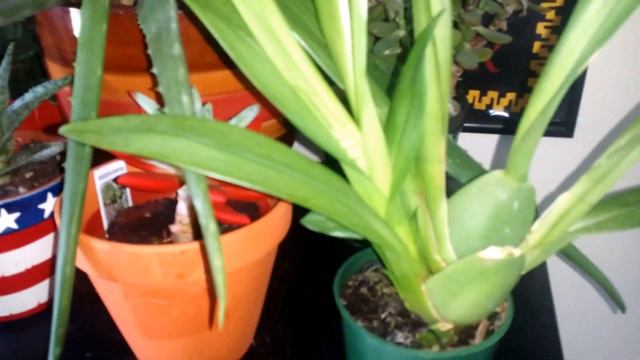 A new Nellie isler orchid смотреть онлайн