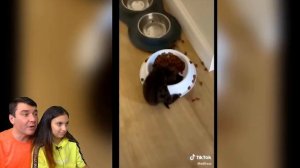 СМЕШНЫЕ КОТЫ СЛОМАЛИ ТИКТОК ?! Коты и Собаки в ШКОЛЕ! НЕ ЗАСМЕЙСЯ ЧЕЛЛЕНДЖ Funny Cats Валеришка